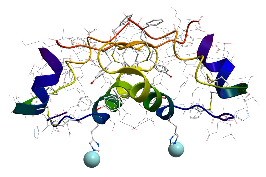 Insulin molecular structure Molecular structure of human insulin obtained by an X-Ray diffraction experiment
