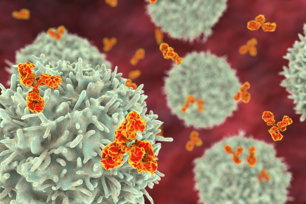 B-cell and antibodies, 3D illustration. Principles of immunity